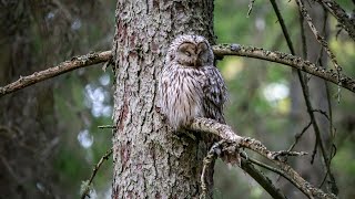 Masters of Camouflage:  Nature's Ultimate Disguise!