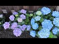 Growing hydrangeas in zone 9  birdhouse garden