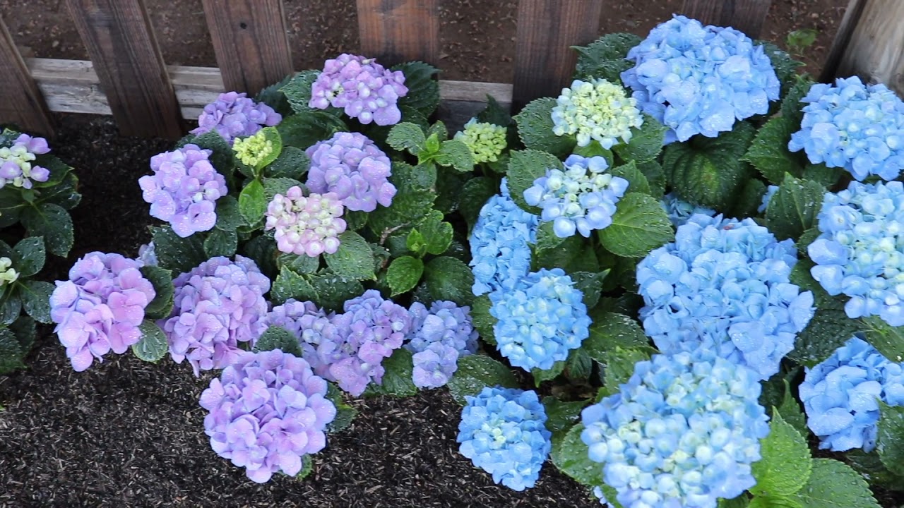 hydrangea0223ページ Vibrant BloomStruck Reblooming Hydrangea - Perfect for Zones