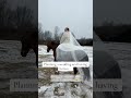 Planning a wedding and owning horses means I’m officially broke… and sometimes, the horse isn’t that