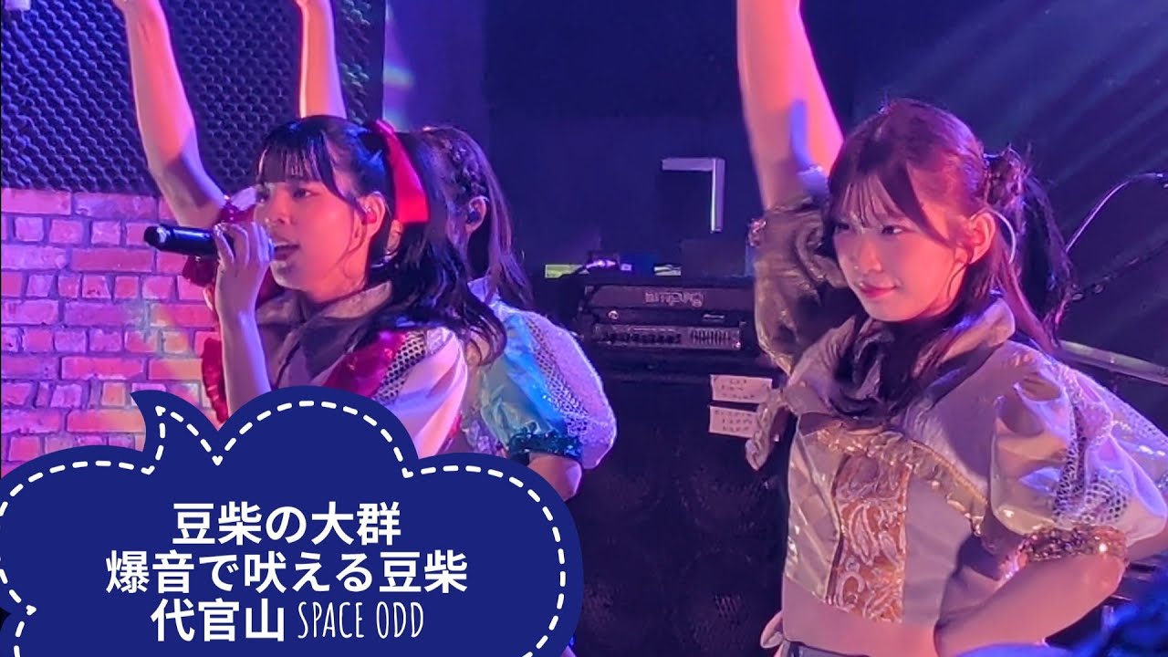 [4K] 豆柴の大群 - 爆音で吠える豆柴 @代官山 SPACE ODD 20260306