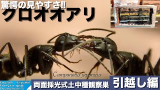 🐜 Move Camponotus japonicus to a new nest! 🐜 - YouTube