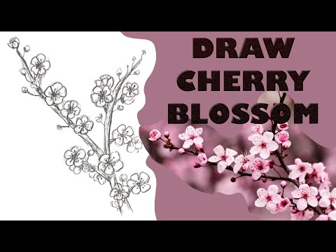 Video: How To Draw Japanese Sakura