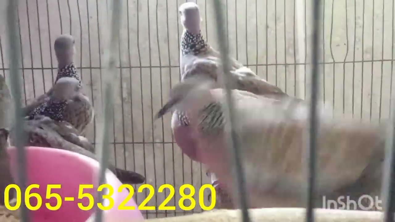 แบ่งเชลยกรงรวมราคาถูกๆ