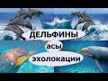 ДЕЛЬФИНЫ - АСЫ ЭХОЛОКАЦИИ