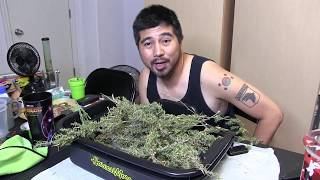 Cloudponics Trimming Day 90 Pineapple Express