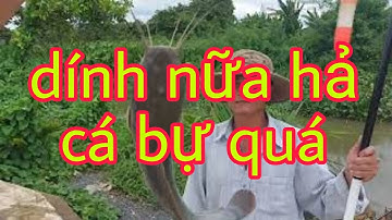 Bình Vlog câu cá trê sông, đến giờ về gặp cá ăn