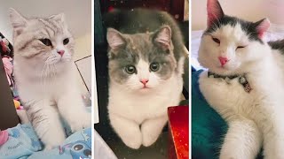 😂 YOU LAUGH YOU LOSE! 😹 Funny Moments of Cats Videos Compilation! by The Cat's Pajamas 3,637 views 9 months ago 9 minutes, 3 seconds