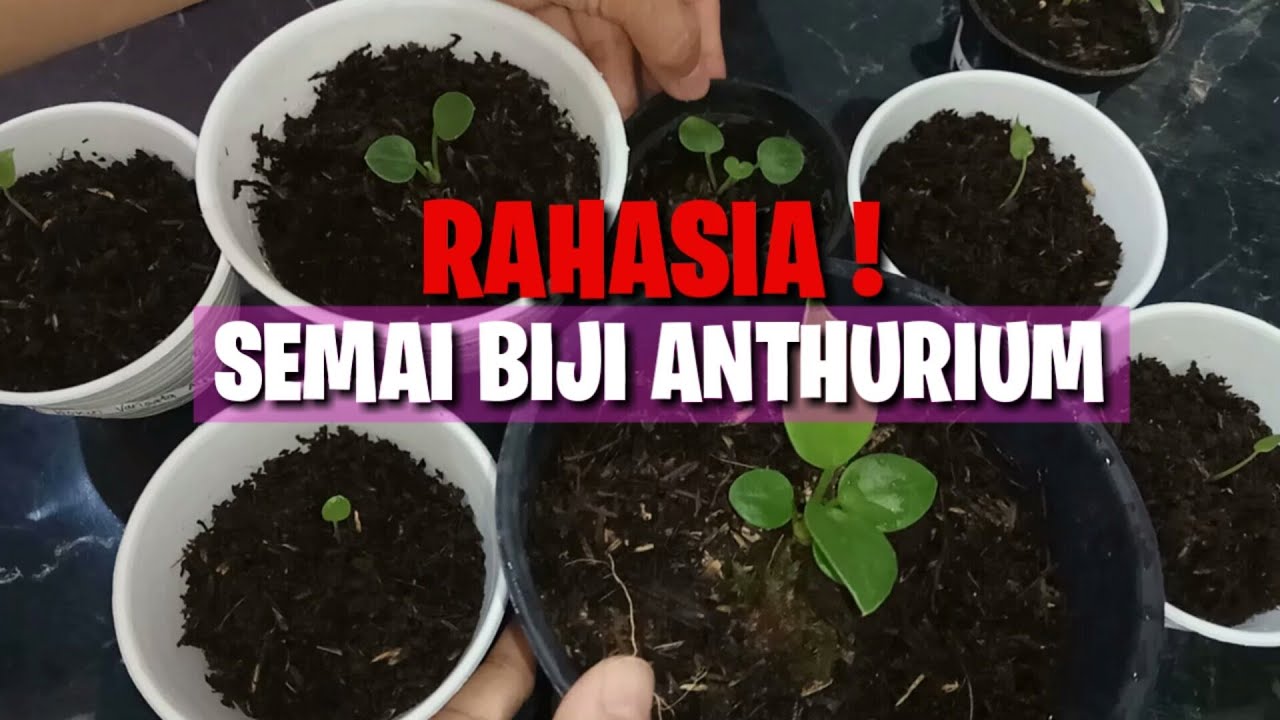 RAHASIA MEDIA SEMAI BIJI ANTHURIUM.. Ayo sebelum hits kembali (#24)