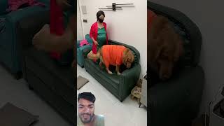 #viral #pug #funny #goldenretreivers #retreiver #trending #comedy #animals #puppy #funnypets #puppyp