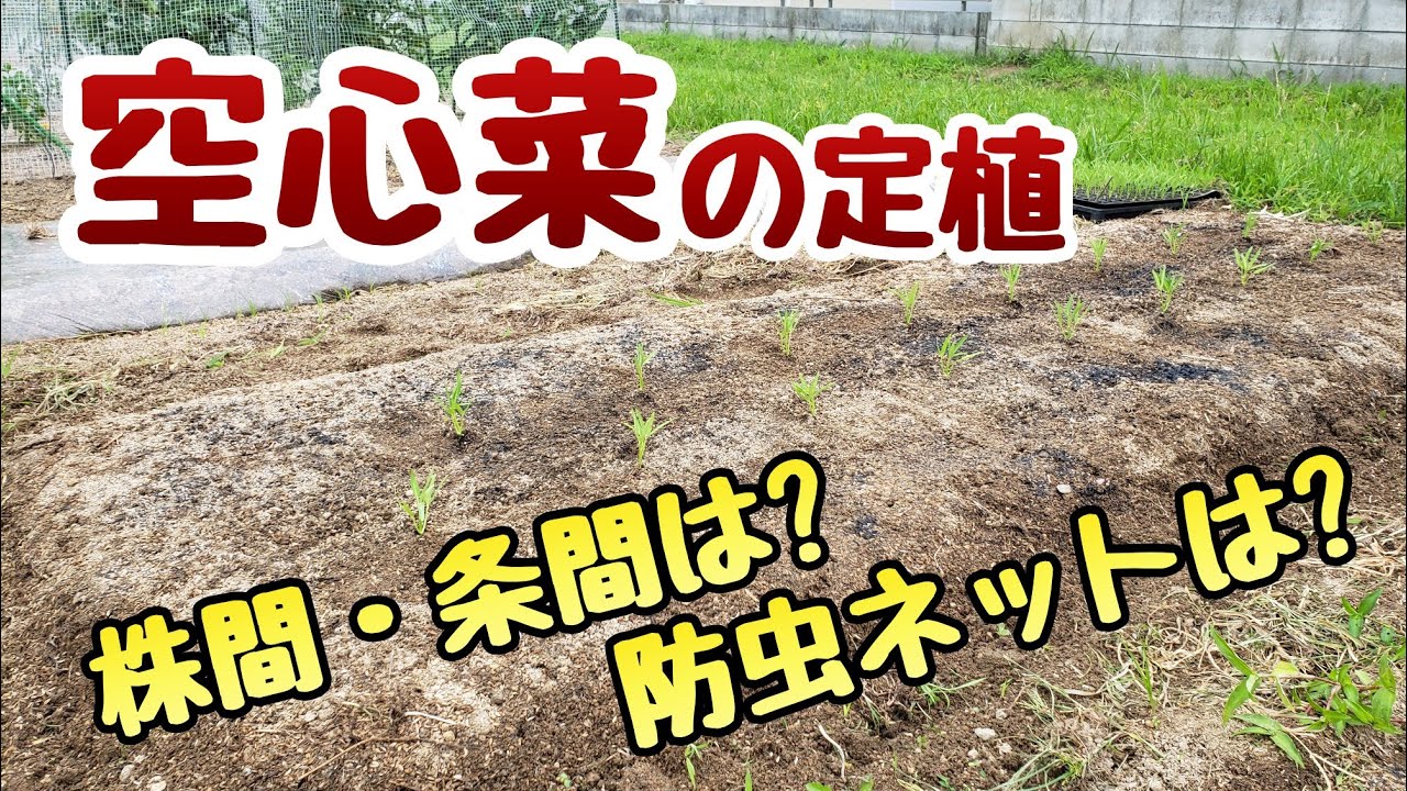 空心菜の定植】株間と条間はどぉする？防虫ネットする？ - YouTube
