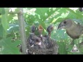 Blue Grosbeak Removes Fecal Sac From Nestling mp3