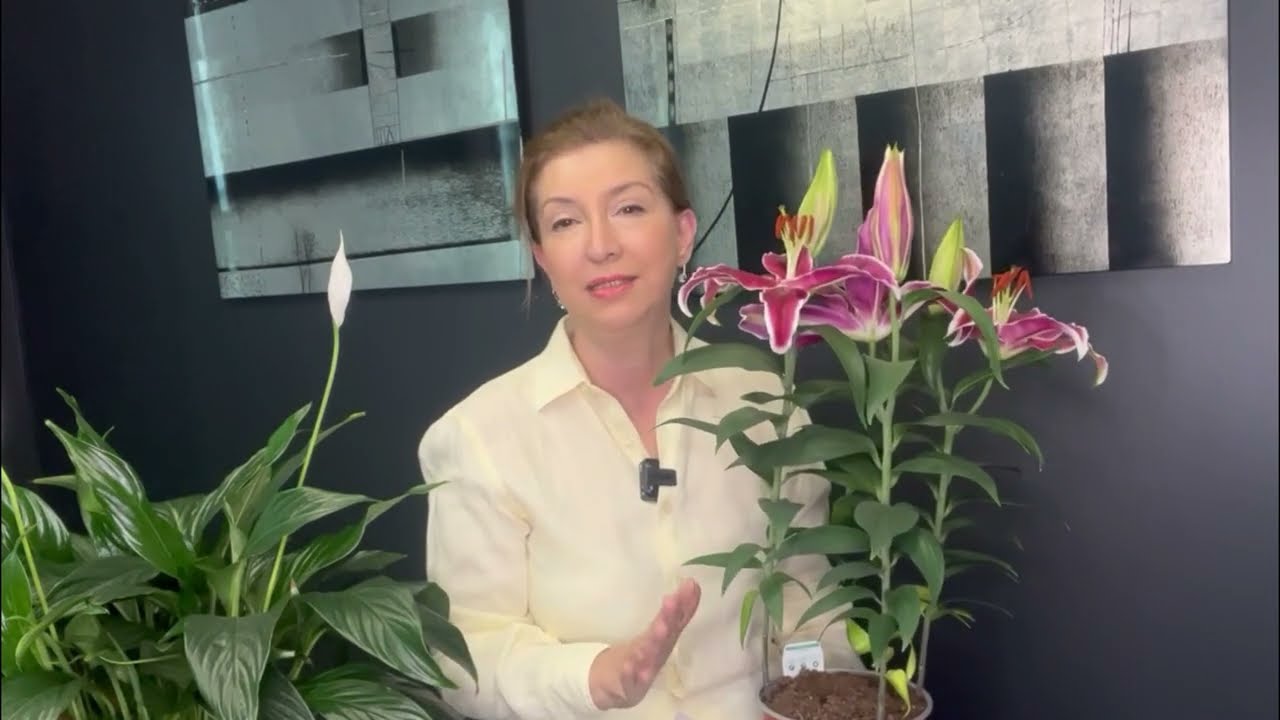 ZAMBAK ÇİÇEĞİ LİLİUM BAKIMINA AİT PÜF NOKTALARI