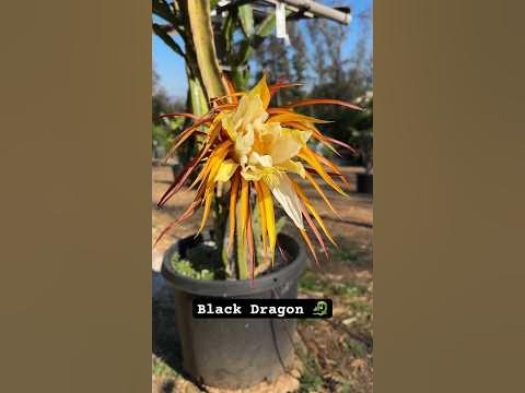 Black Dragon Flower the Morning After 🐉 #dragonfruit #pitahaya # ...