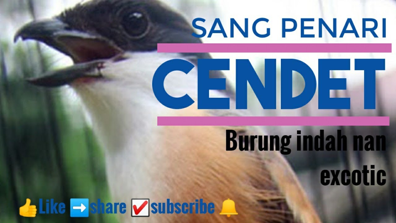 Cendet/Pentet burung penari yang indah MASTERAN DASYAT 
