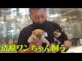 清原ワンちゃん飼う!?