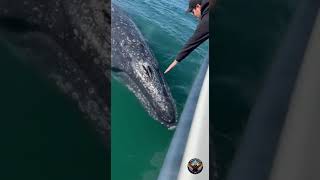 Man Touches Whale From Boat Net Worth