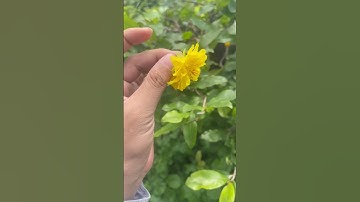 Tứ Quý ghép Cúc Bốn Long