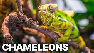 Madagascar: Land of the Chameleons | Unique Animals by Beautiful World 673 views 6 days ago 52 minutes
