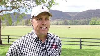BRED TO WIN EP 21 2021 CASTELVECCHIO FOALS ARROWFIELD STUD
