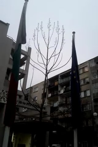2 years Paulownia tree in Plovdiv in winter - YouTube