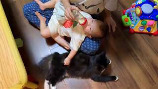 赤ちゃんへのミルク中、寄り添う猫 ラガマフィン Cat cuddling in baby's milk