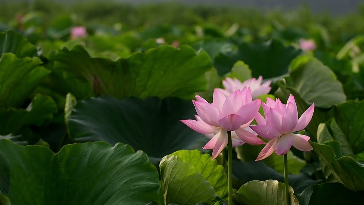 [무료영상나눔] 관곡지 연꽃 (a lotus flower)