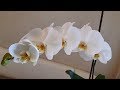 Как цветет белая орхидея фаленопсис дома