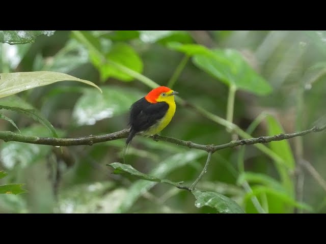 Birding in Ecuador: The Andes to the Amazon in 2016 Part Four - Napo Wildlife Centre. class=