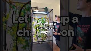 A simple but effective chameleon cage setup💚! Going over the basics! Live plant version coming soon
