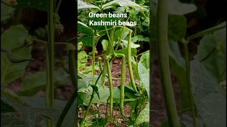 Green Beans (Phaseolus vulgaris) | Amazing Facts, Health Benefits & Uses | Hari Sem ki Puri Jankari.