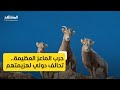 حرب الماعز العظيمة تحالف دولي لهزيمتهم
