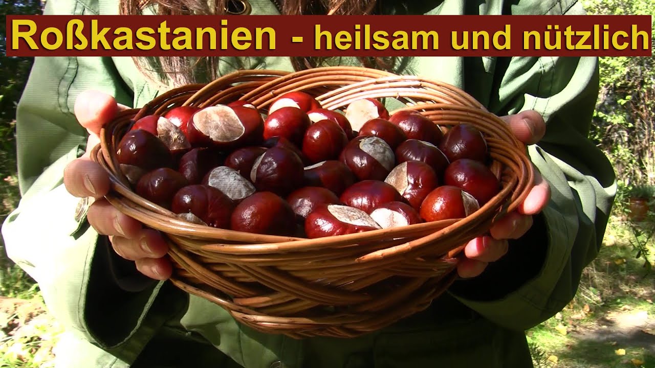 Heilsam und nützlich: Roßkastanien - echte Powerfrüchte