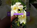 हर फूल की अपनी अलग ही सुंदरता हैं #shortsviral  #trendingvedio  #bollywood  #natureplant ❤️🥰🥀🥀👍🌹
