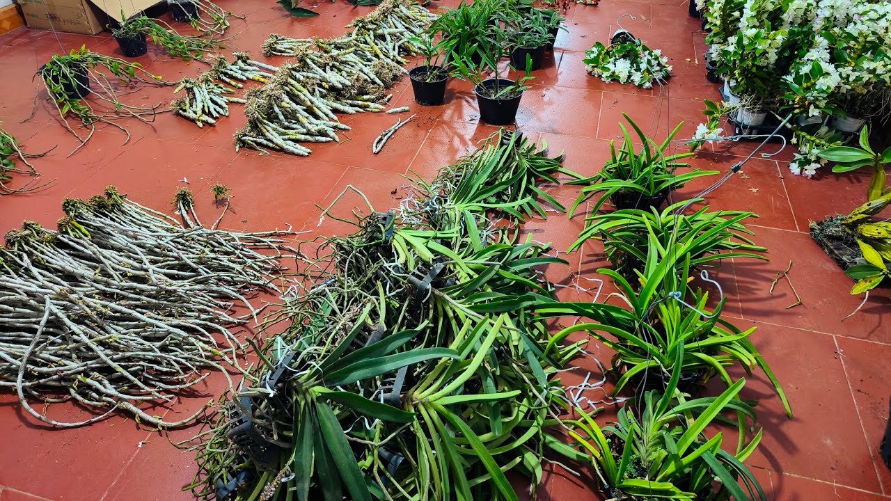 Lan rừng tối 04/3_siêu giảm địa lan, hồ điệp,đen rô xuân,mắt ngọc,kèn,kiều..0392598516