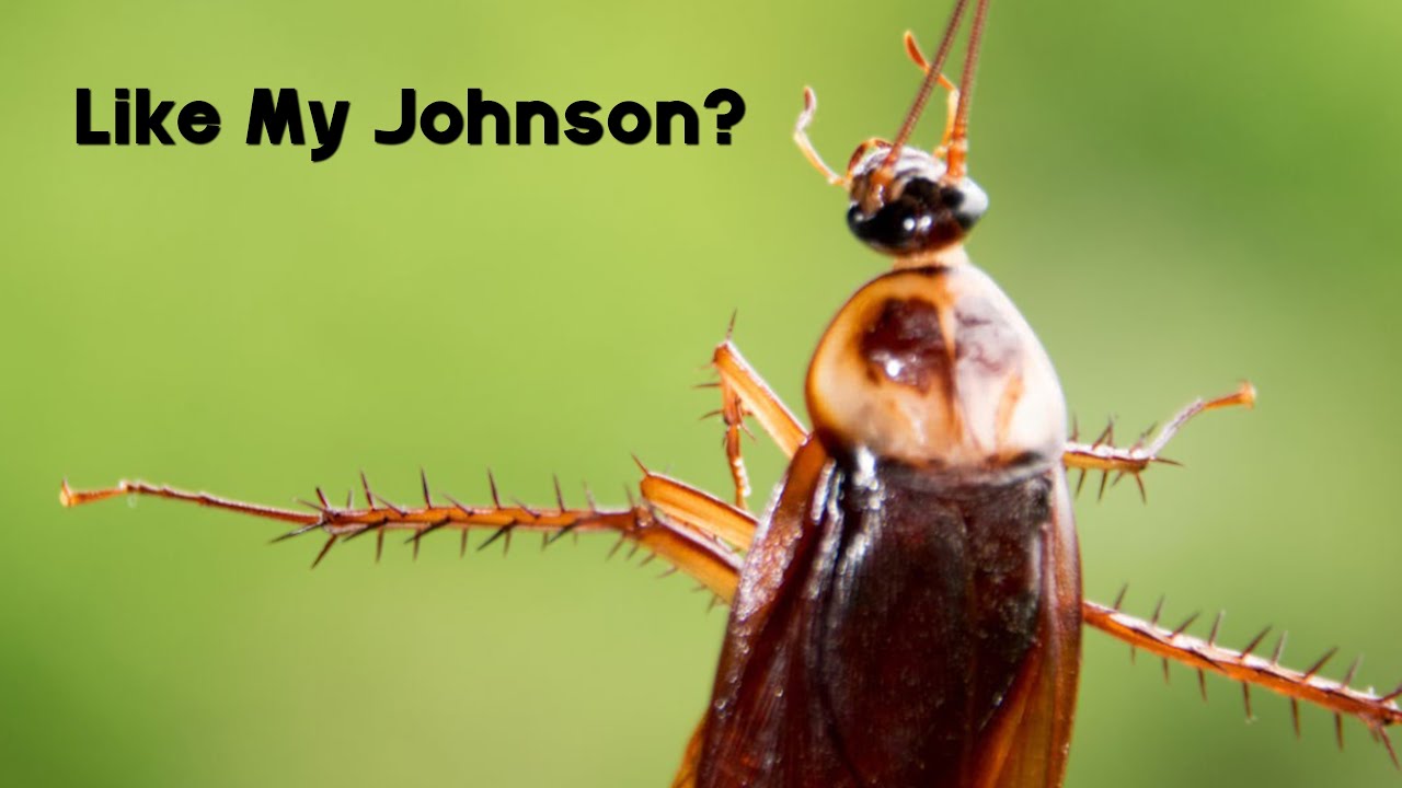 The Roach Apartment YouTube