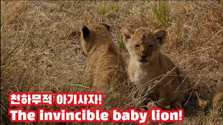 Непобедимый львенок! [Africa SafariPlus⁺] 45