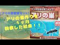 【アリの巣観察】１ヶ月アリの巣キットで、巣作りを観察してみた結果！！