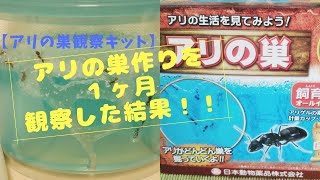 【アリの巣観察】１ヶ月アリの巣キットで、巣作りを観察してみた結果！！