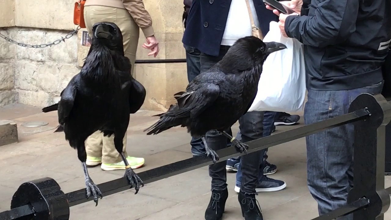 Клички ворон. Вороны Хранители Тауэра. Огромный ворон. Королевский ворон. Самый большой ворон.