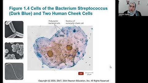 Chapter 1 [Part 1/1] - Introduction to Microbiology