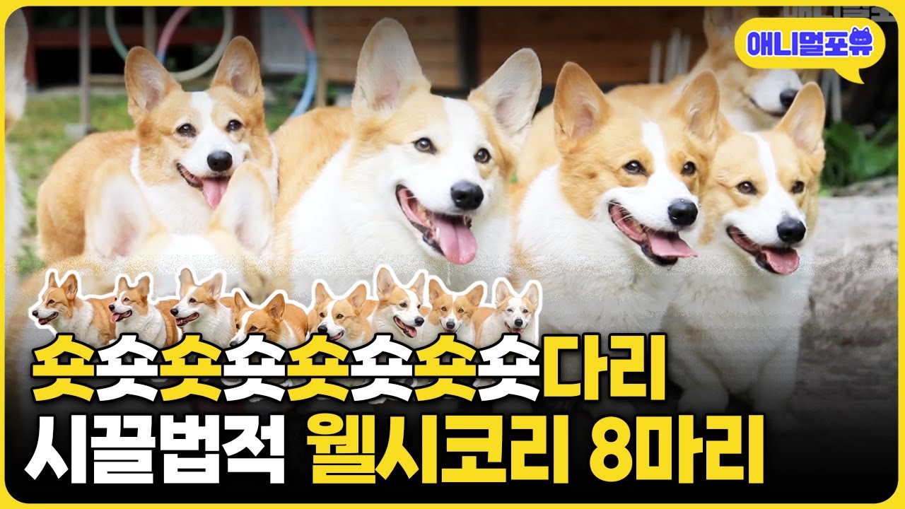 "1+1=8" 숏다리 웰시코기 8마리 키우는 부부이야기 I KBS 동물극장 단짝 220709 방송