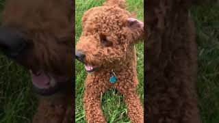 mini goldendoodle laughing