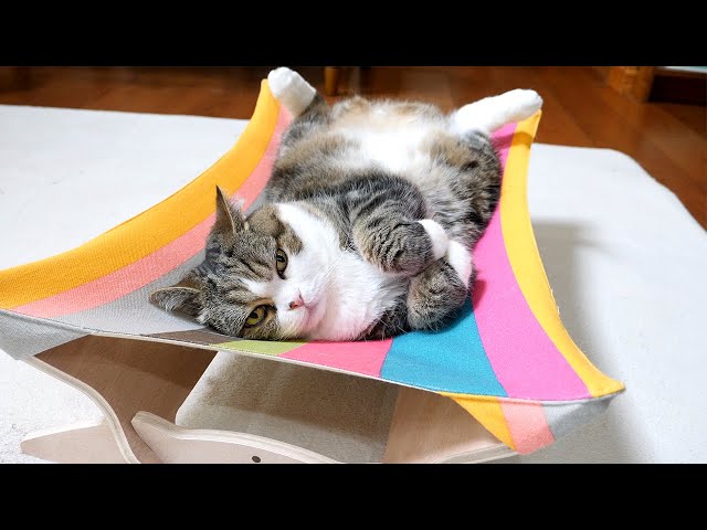 新しいハンモックの使い方を間違えちゃうねこ。-Maru makes a mistake in using the new hammock.-