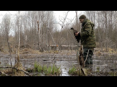 Видео: На селезня с чубарой подсадной | Охота в тайге | Весна 2023