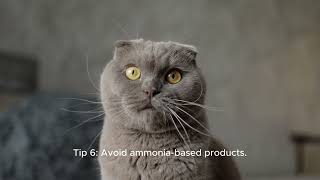 10 Expert Tips To Clean Cat Poop & Pee Fast And Easy