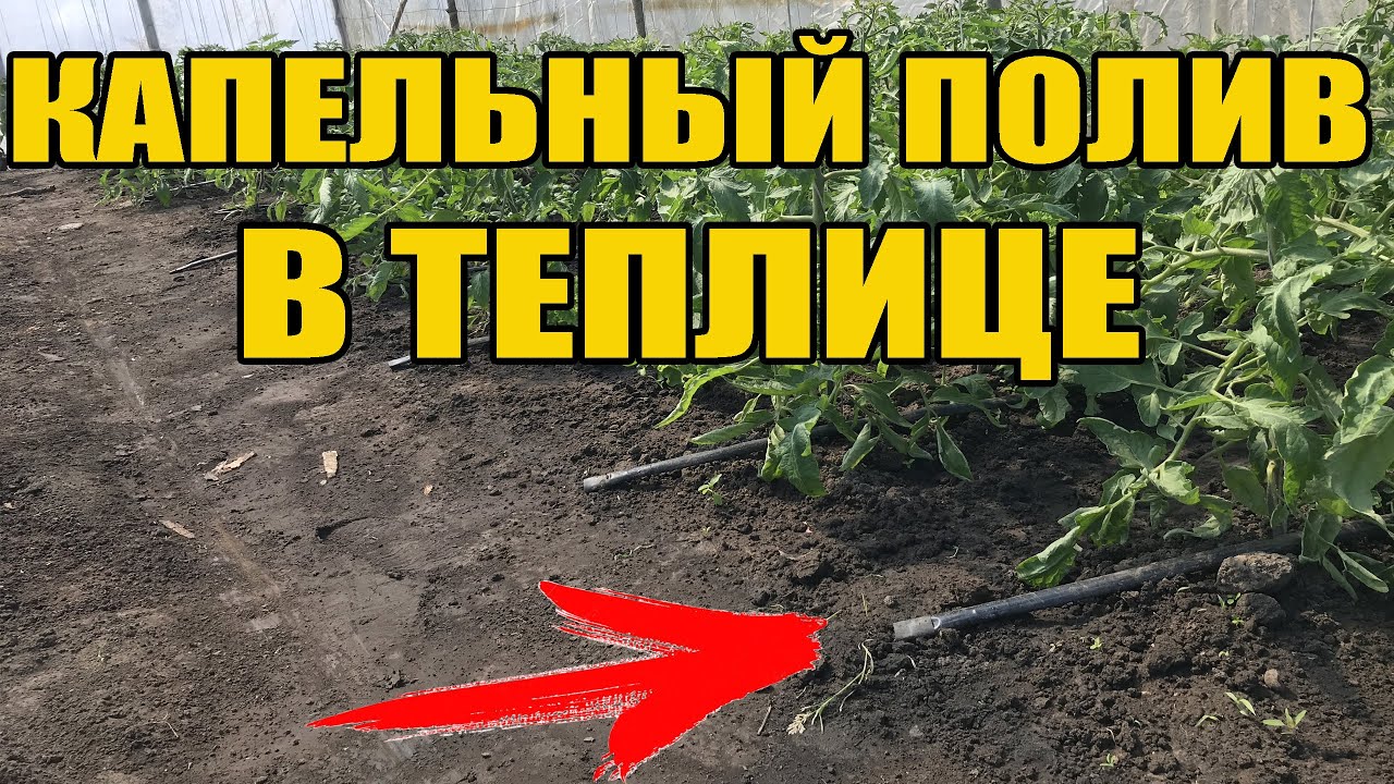 Капельная лента - монтаж своими руками. Капельный полив в теплице для ...