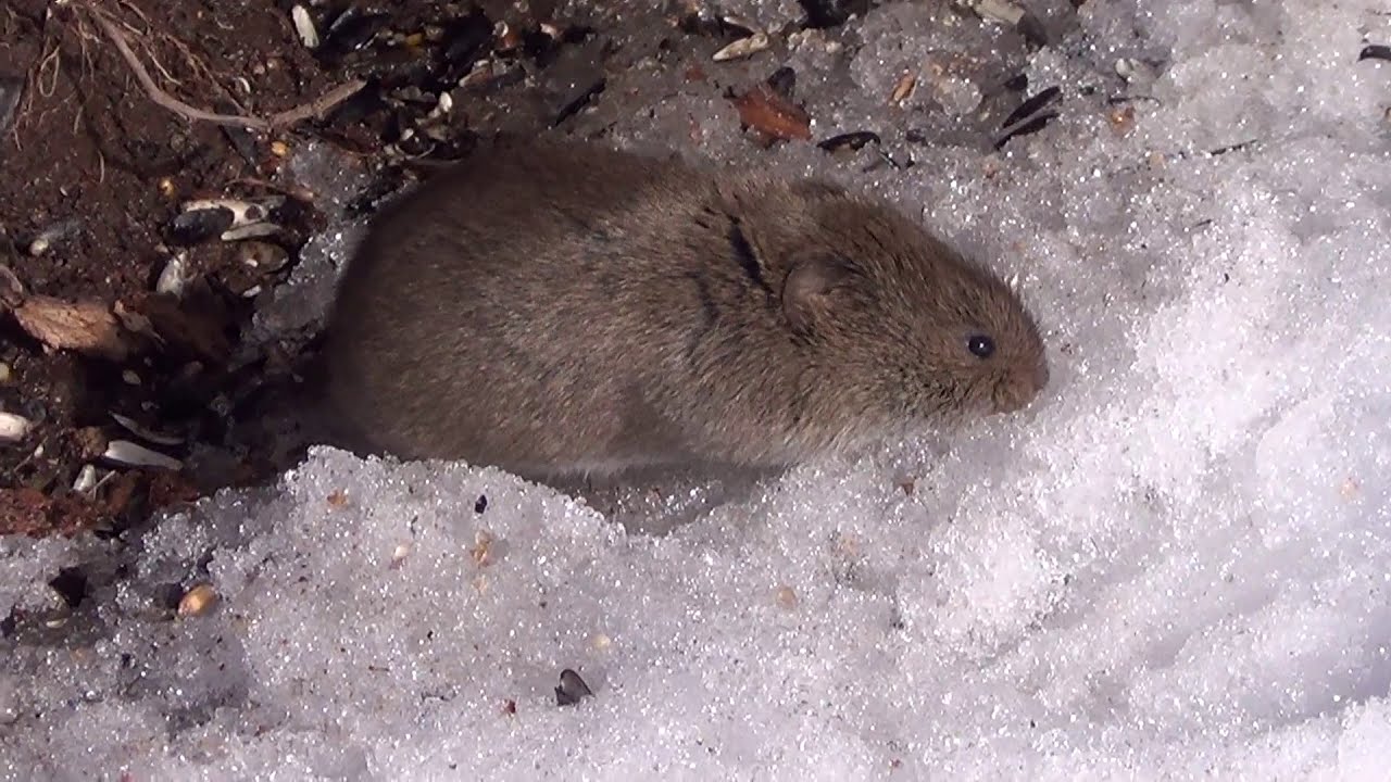 Meadow Vole 1 HQ HD