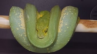 Gravid Green Tree Python set up and info