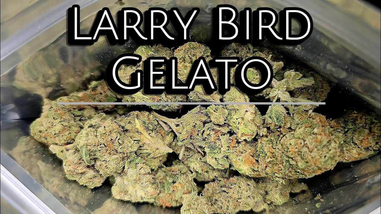 THCA Small Buds | Larry Bird Gelato Review | $450 LB Bulk Smalls | THCA Nation
